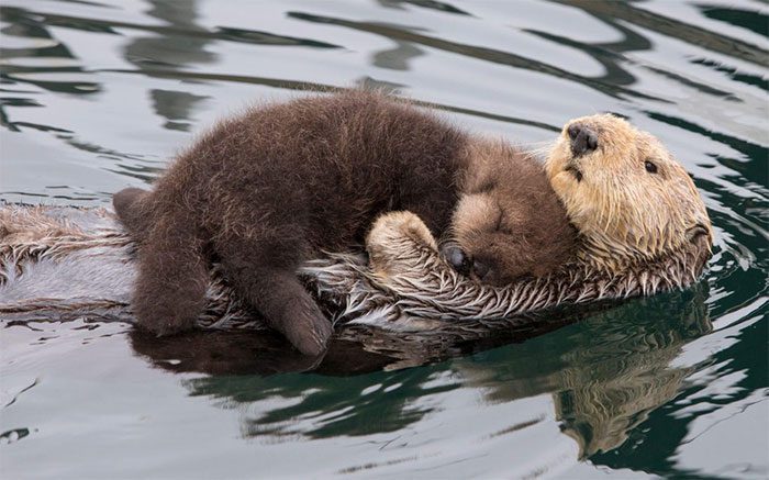 The sacred and warm bond between a mother and baby otter.