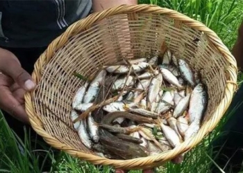 rain of fish translated into honduran mythology 120154