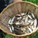 rain of fish translated into honduran mythology 120154