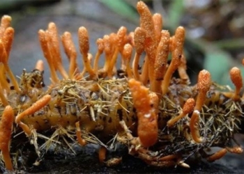raising cordyceps sinensis for virus resistant drug production 123748