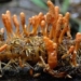 raising cordyceps sinensis for virus resistant drug production 123748