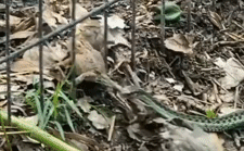 The garter snake preying on a toad is interrupted by a cat.