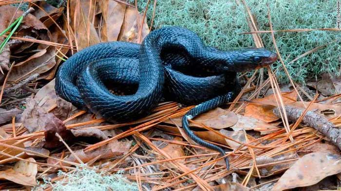 The Eastern Indigo Snake is an apex predator in longleaf pine forests.