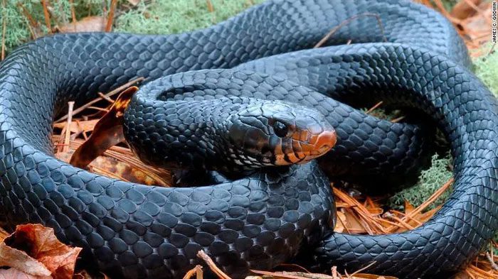 Eastern Indigo Snake