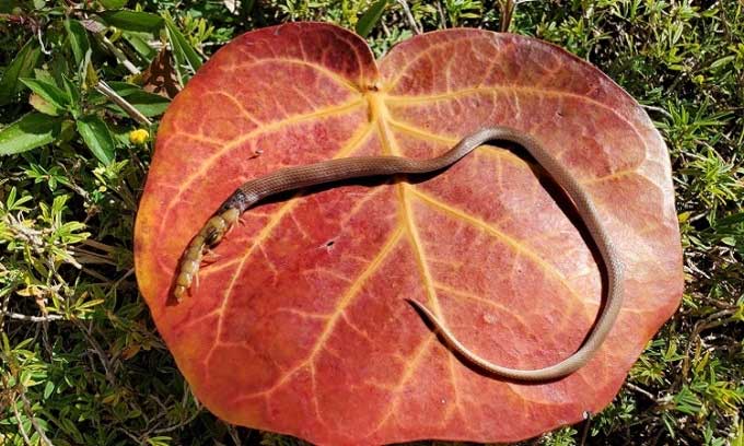 T. oolitica snake attempting to consume oversized prey.