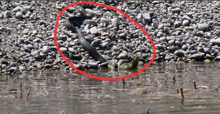 The frog was bitten on one leg but still managed to struggle to find a way to escape.