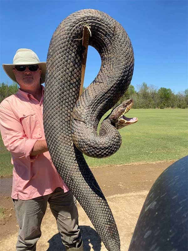The snake is of an enormous size.