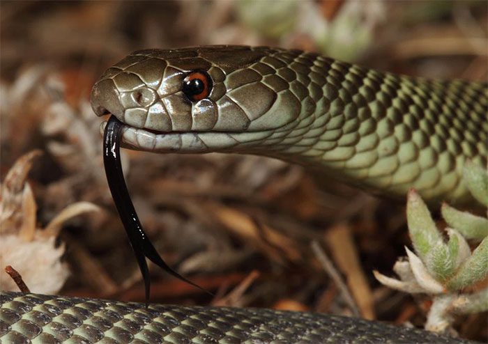 Mulga Snake