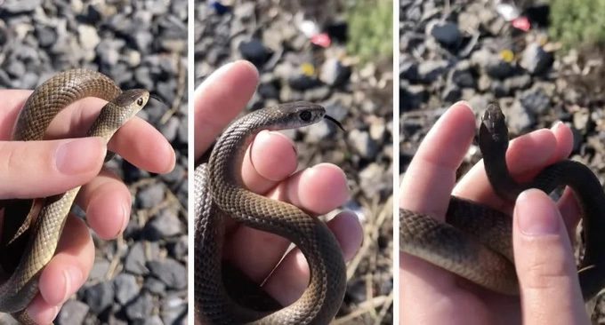 11-year-old girl holding a snake thinking it is non-venomous.