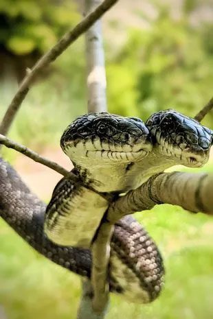 Two-headed snakes have a survival rate of only about 1 in 100 million.
