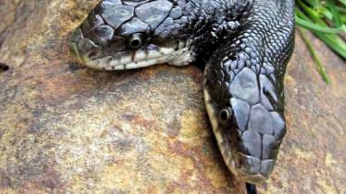 The feeding method for the two-headed snake is quite special as one head must be covered.