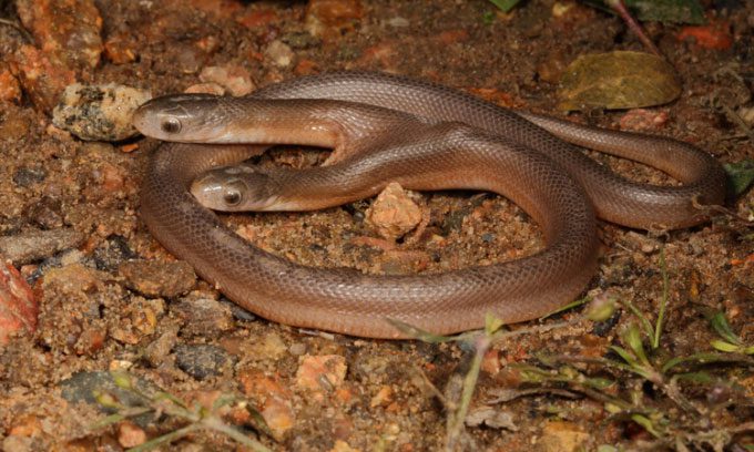 Rare two-headed Southern Brown Egg-eating Snake (Dasypeltis inornata).
