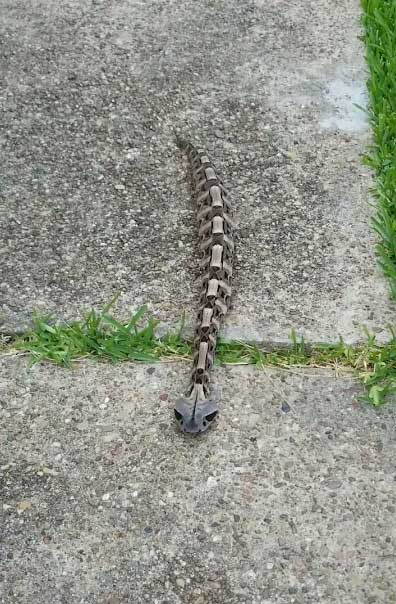 Gaboon Viper.