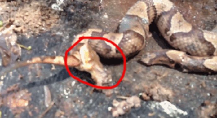 The snake bit firmly onto its body, struggling until it died.