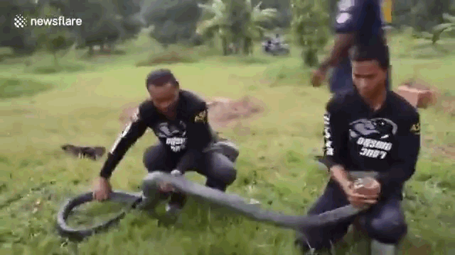Injured king cobra attacked by dogs