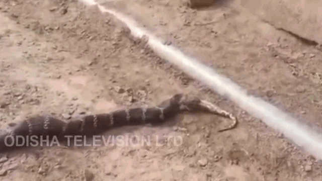 The 3.4-meter king cobra is swallowing a 1.2-meter python.