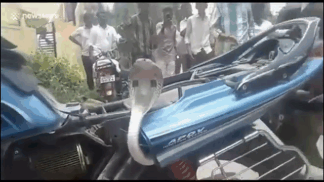 The 1.5-meter cobra sticking its head out of the motorcycle.