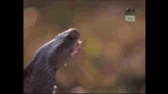 The bite of this snake can be fatal to an adult.