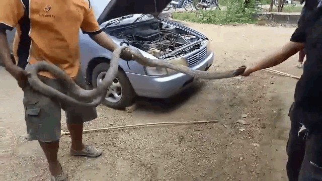The captured king cobra is about 5 meters long.