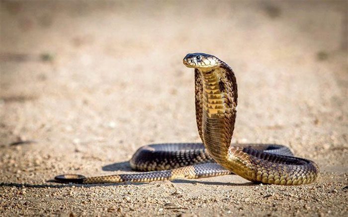 Cobras have been listed as a threatened reptile species.
