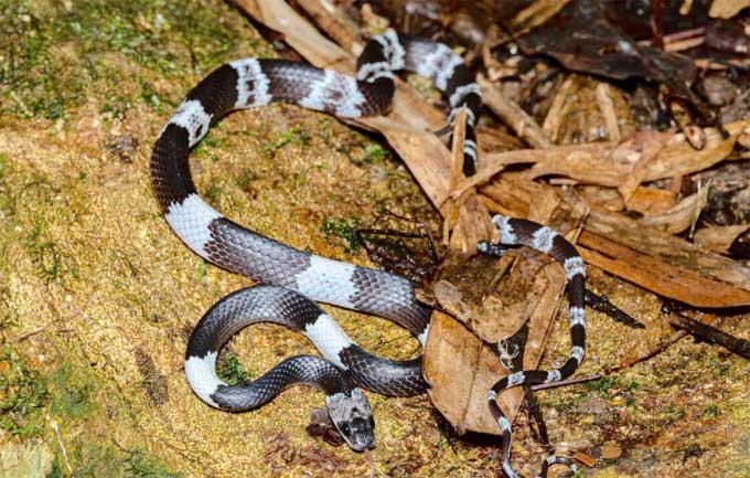 Taiwan Rat Snake