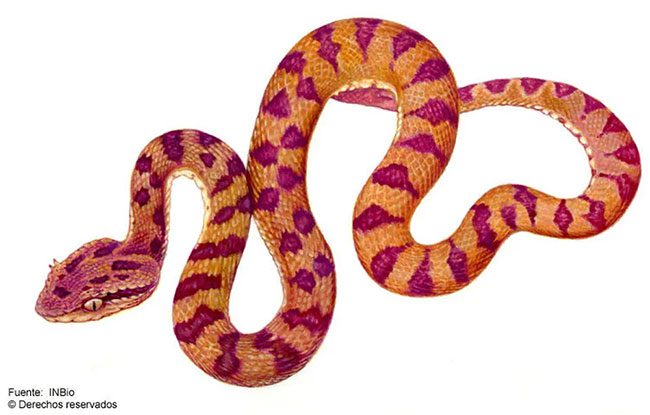 Guatemalan Palm Viper (Scientific name: Bothriechis supraciliaris).