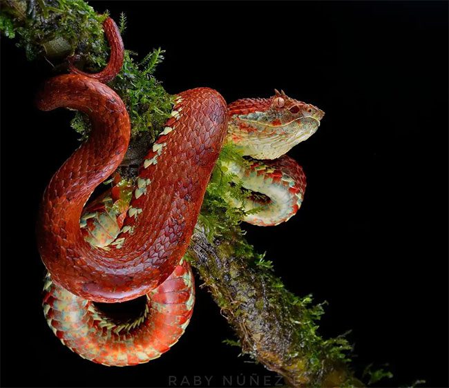 Guatemalan Palm Viper (Bothriechis supraciliaris).