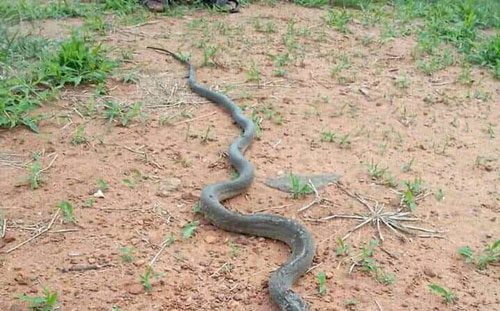 What kind of snake is this?