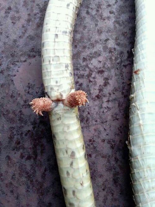 'Two legs' of the snake?