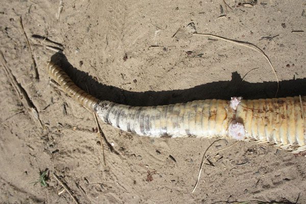 Two hemipenes of a rattlesnake