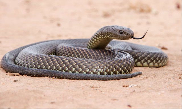 Each bite from the Mulga snake releases about 150 mg of venom.