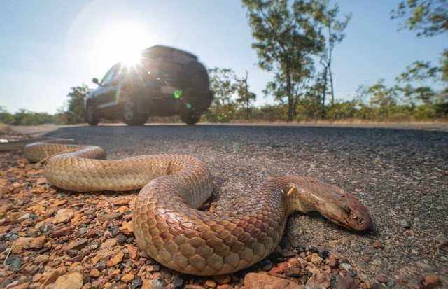 The King Brown snake is one of the rare snakes with antibodies against venom.