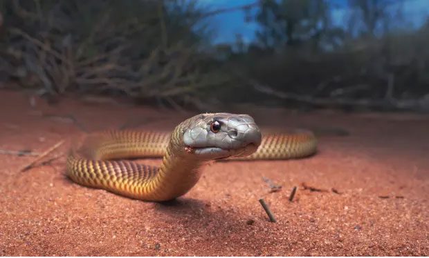 The King Brown snake