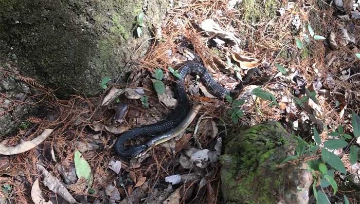 The Southern Watersnake gradually swallowing the eel.