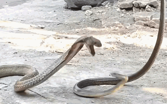 Rat snake bravely fighting the king cobra.