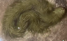 People believe this is a snakehead fish.