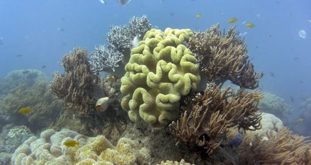 Great Barrier Reef in Australia.