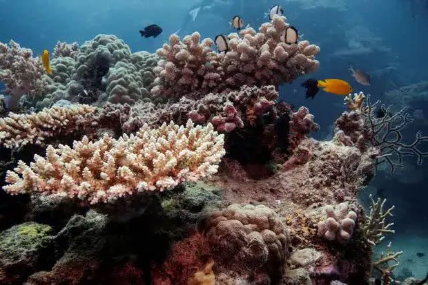 Coral recovering on the Great Barrier Reef off the coast of Cairns