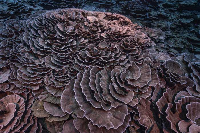 Rose-shaped coral off the coast of Tahiti in French Polynesia