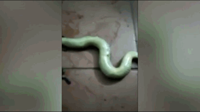 The green snakes slowly emerged from the mother snake's belly and writhed on the floor