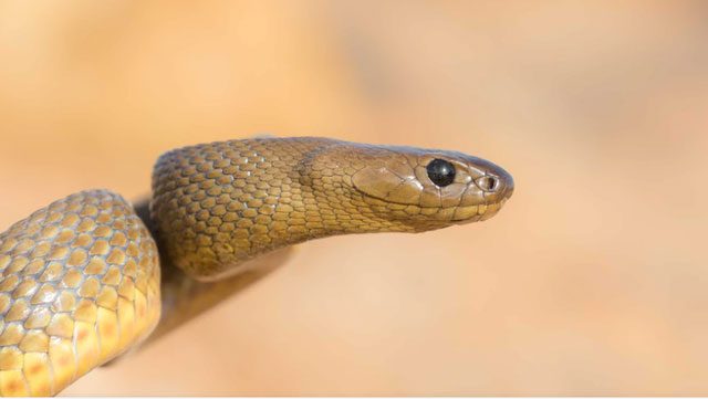 The venom of the Taipan can kill 100 people in 45 minutes.