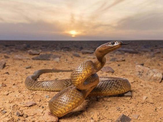 The attack speed of the Taipan is extremely fast and difficult to detect with the naked eye.