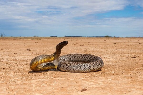 The inland Taipan is known as the most venomous land snake in the world.