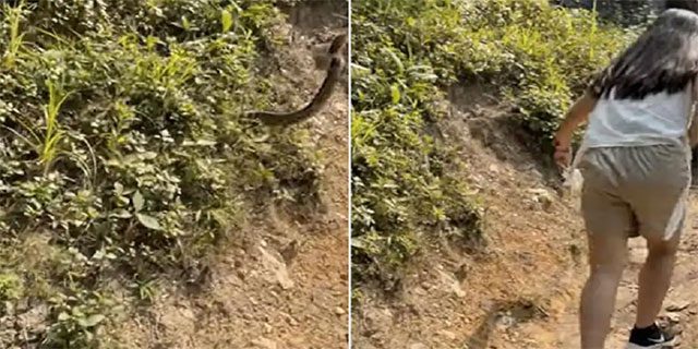 Heart-stopping moment as a snake suddenly lunges at a group of hikers.