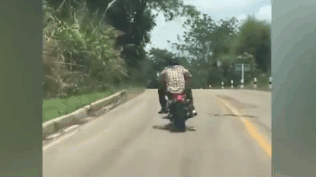 The venomous snake lunges at the motorcyclist.