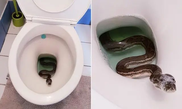 Wet toilet pipes are very attractive to snakes.