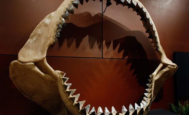 Simulation of megalodon shark teeth.