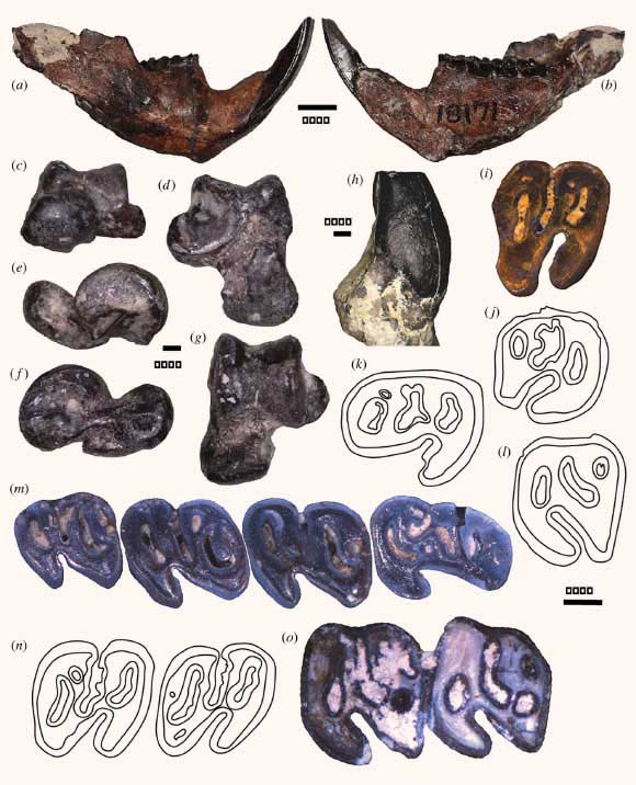 Fossil material of Microtheriomys actiulaquaticus