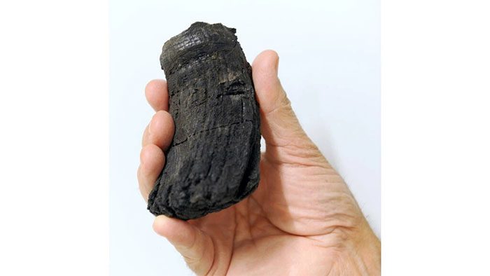 The tooth found, with a root diameter of 60mm.