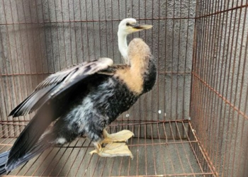rare bird perched on a roof in go vap leo caught and not flying 122435